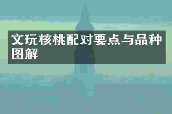 文玩核桃配对要点与品种图解